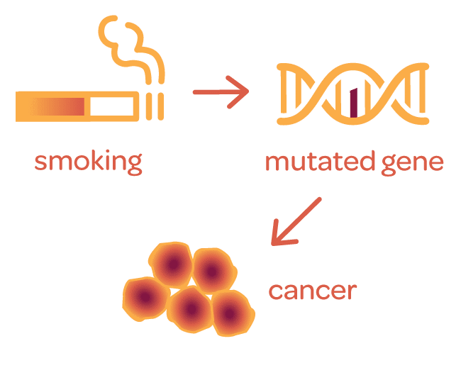 graphic that shows how environment can lead to mutations which can then lead to cancer