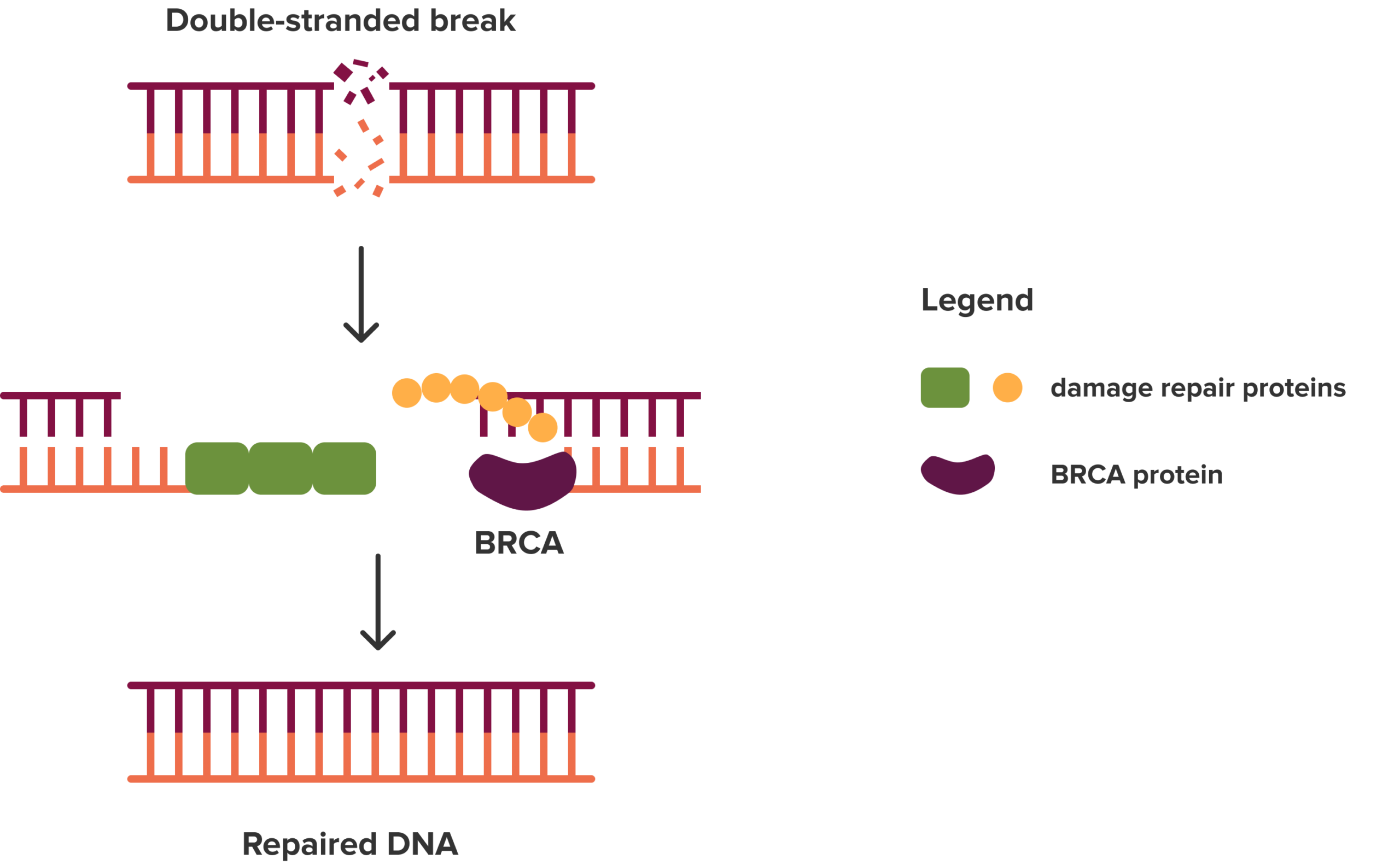 BRCA protein helps repair damaged DNA 1 scaled