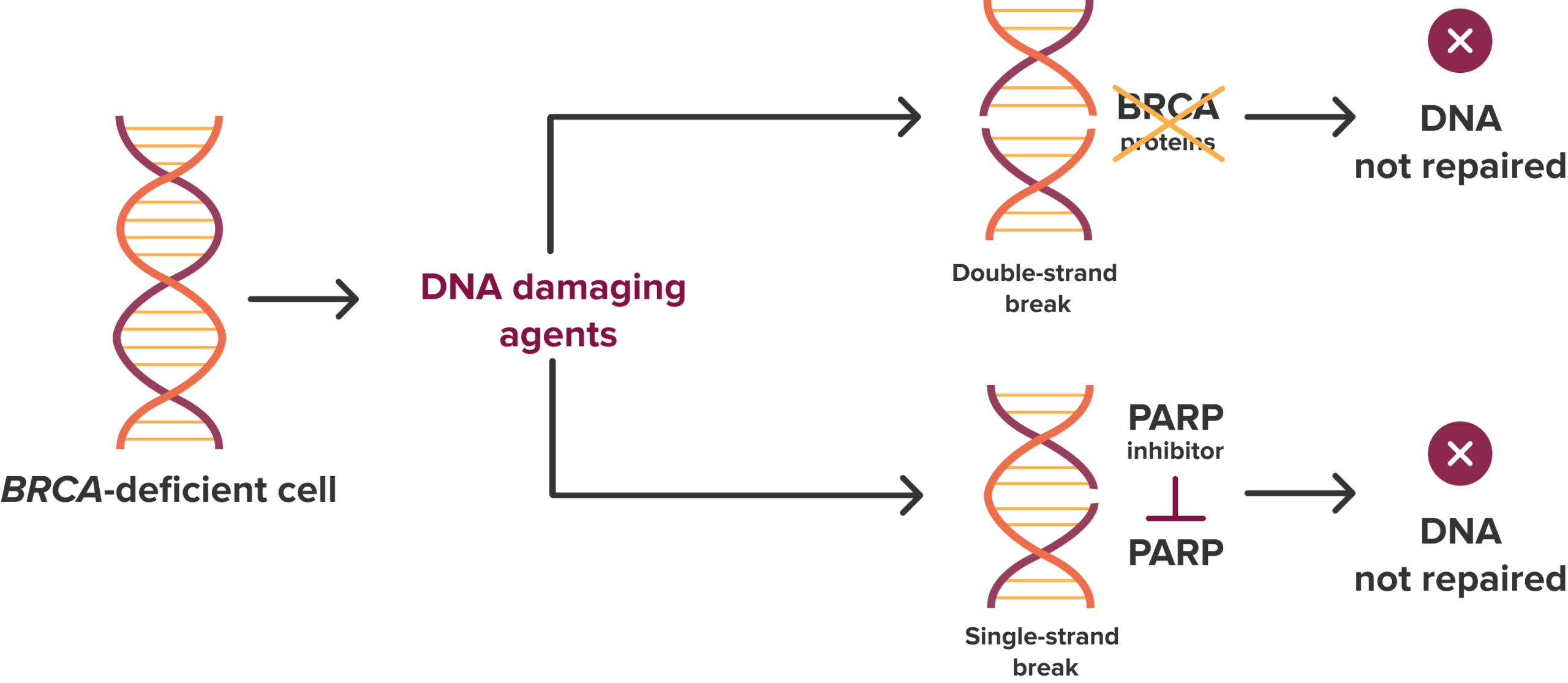 brca deficient cell scaled