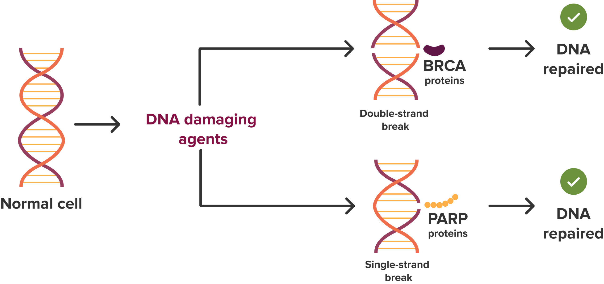 brca normal cell scaled