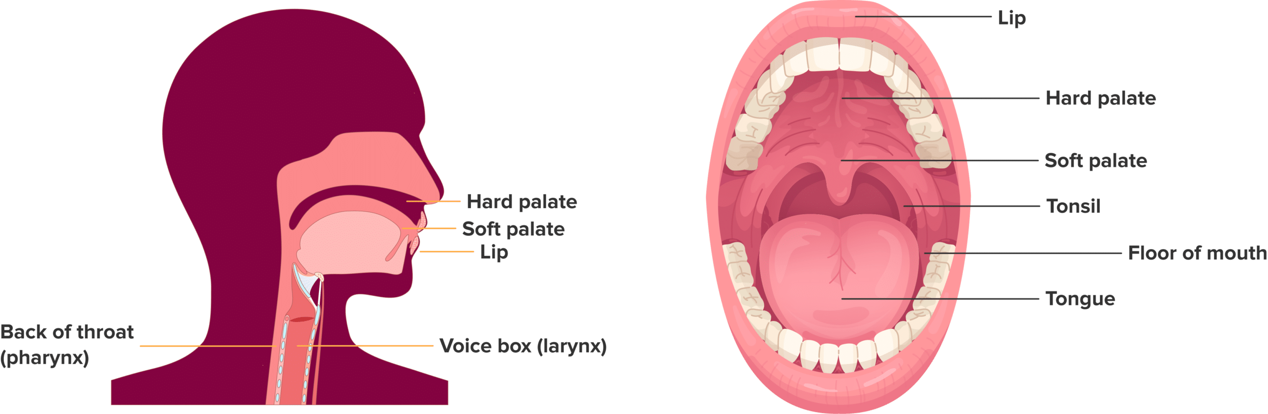 04 26 Areas affected by HNSCC 1 scaled